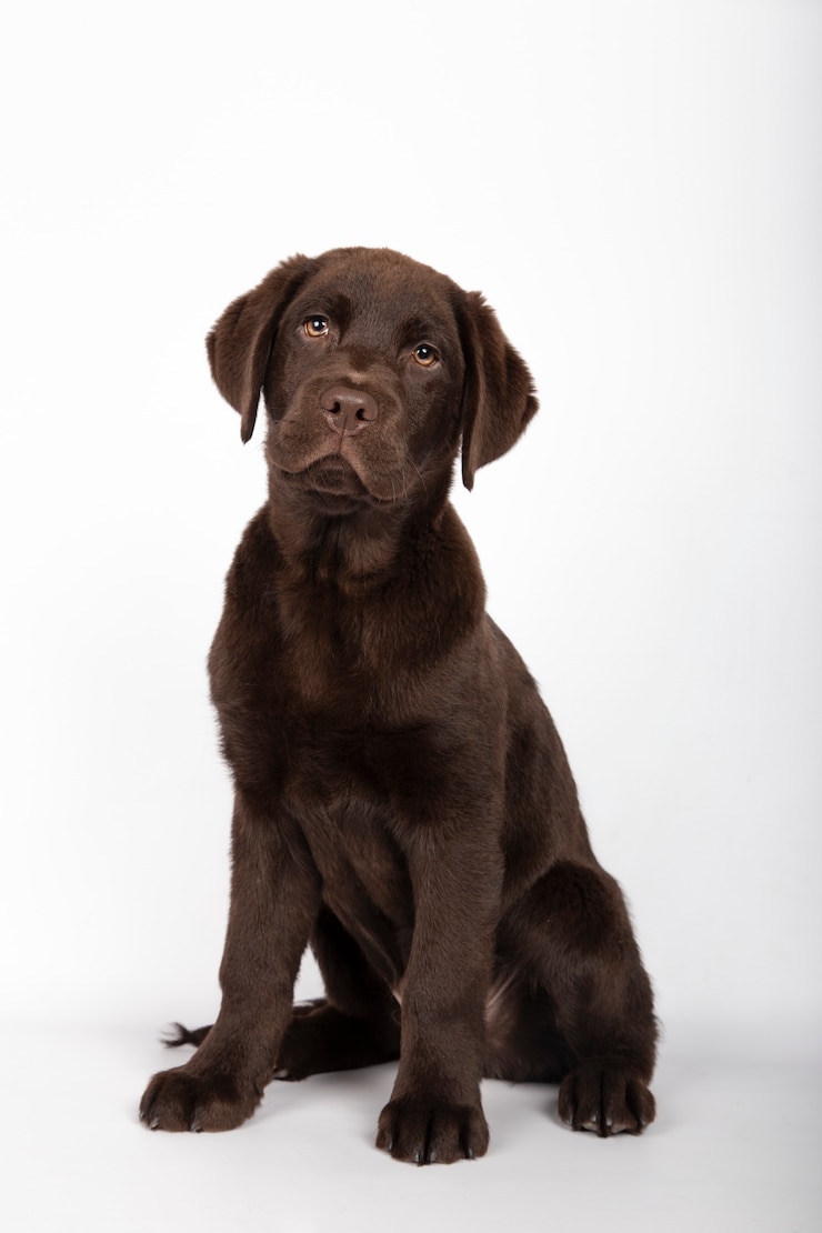 Щенок 3 месяцев шоколада породы покрасил смотреть labrador сидя к камере на белой предпосылке.