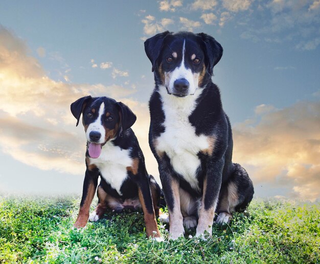 puppy and adult Appenzeller Sennenhund playing in a garden