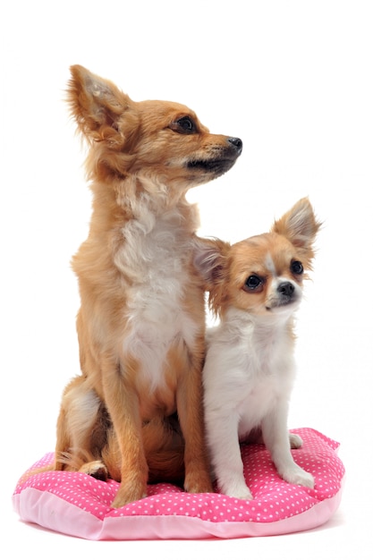 子犬と大人のチワワ