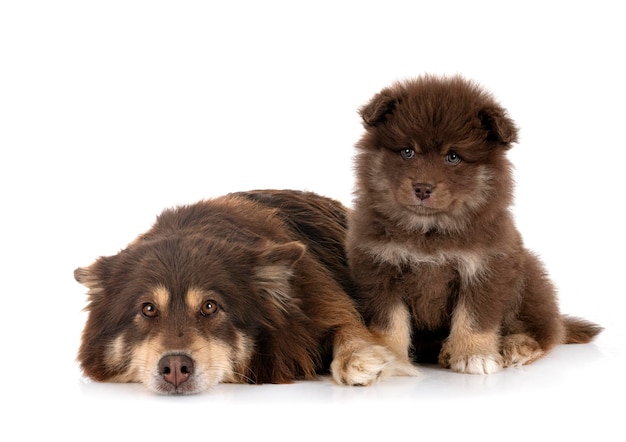 Puppy and adult Finnish Lapphund in studio