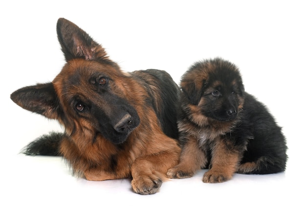 puppy and adult german shepherd