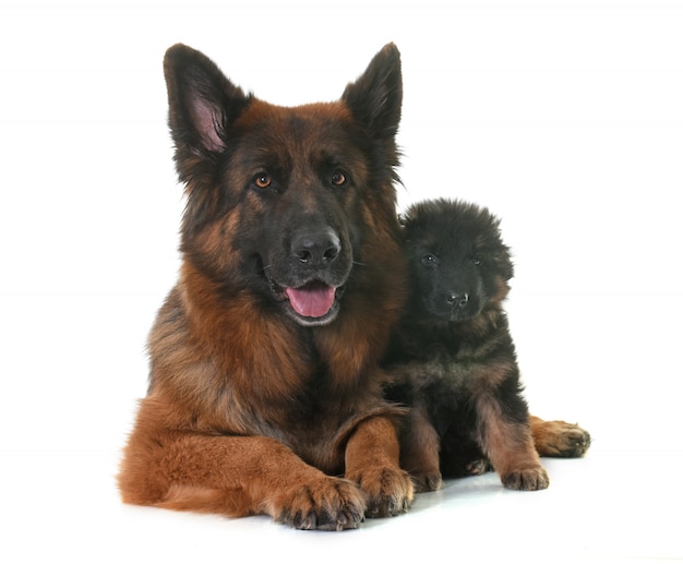 puppy and adult german shepherd