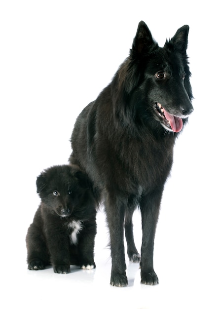 Puppy and adult groenendael