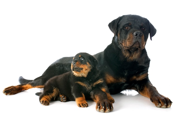 Cucciolo e rottweiler adulto