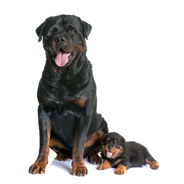 puppy and adult rottweiler