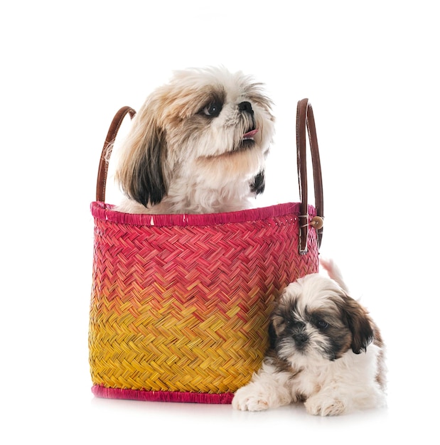 Puppy and adult Shih Tzu in studio