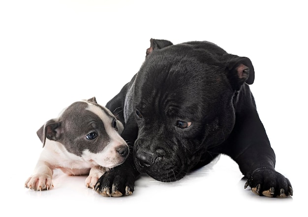 puppy and adult staffordshire bull terrier in front of white background