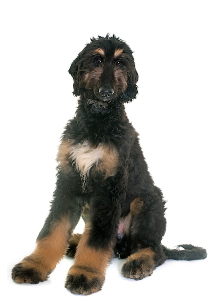 puppy afghan hound