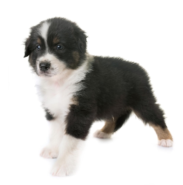 白い背景の子犬