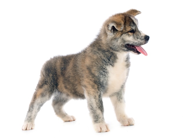 puppy akita inu