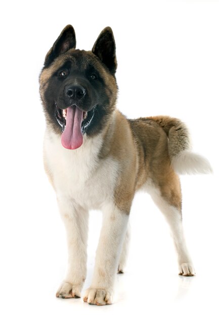 puppy american akita