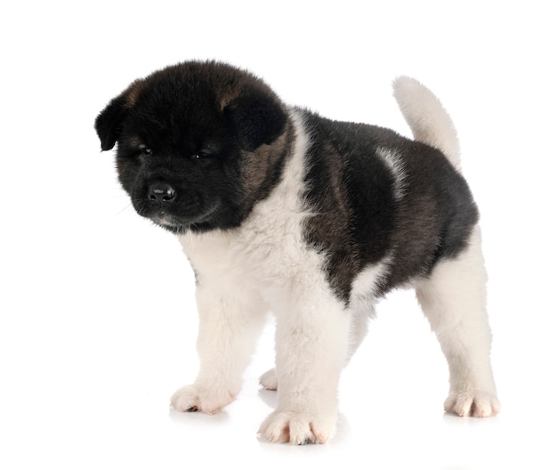 Puppy american akita