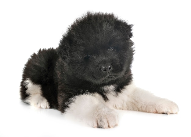 Puppy american akita