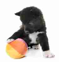 Photo puppy american akita