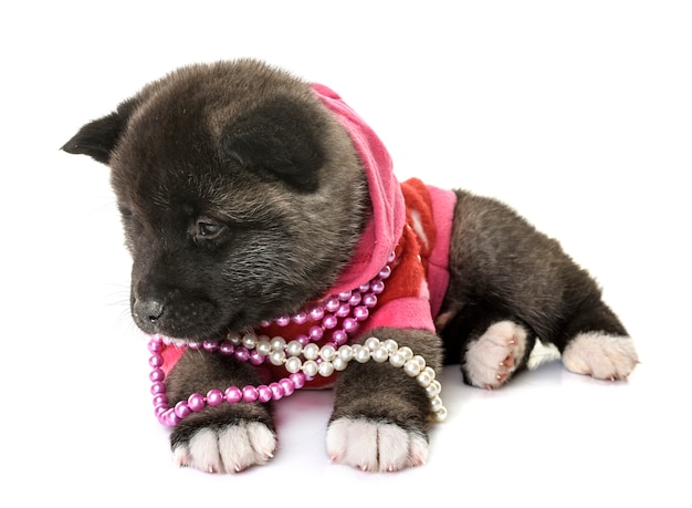 Photo puppy american akita