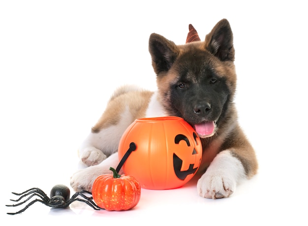 Puppy american akita