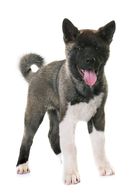 puppy american akita