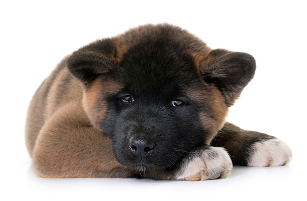 Photo puppy american akita