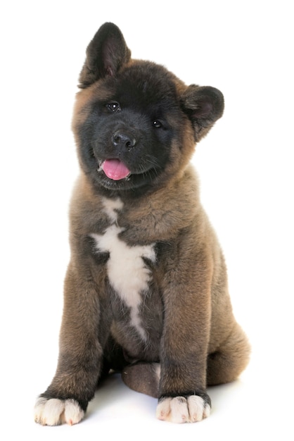 Photo puppy american akita