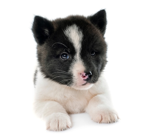 puppy american akita