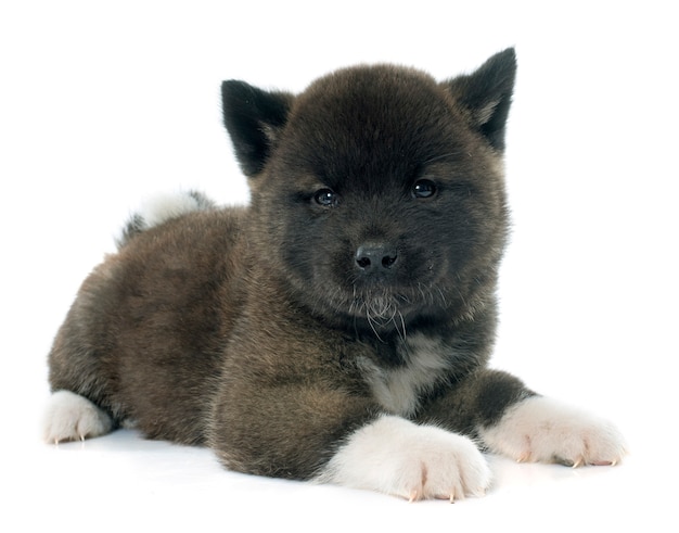 Cucciolo americano akita