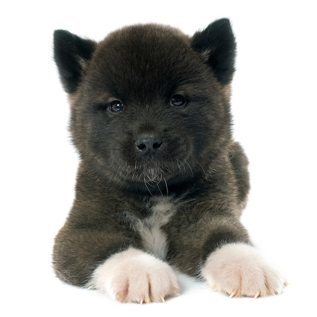 puppy american akita