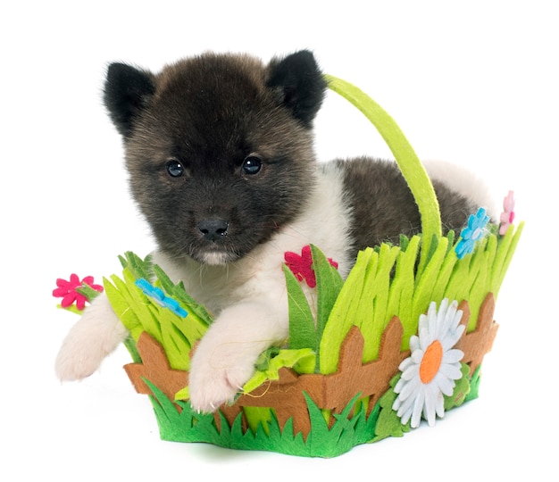 puppy american akita