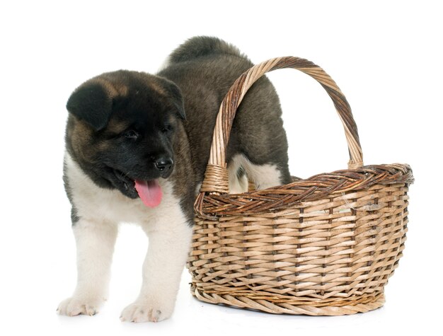 puppy american akita