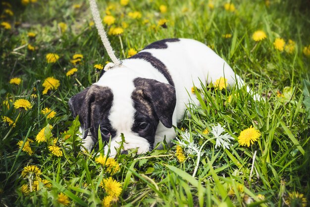 Puppy american bulldog for a walk in the park