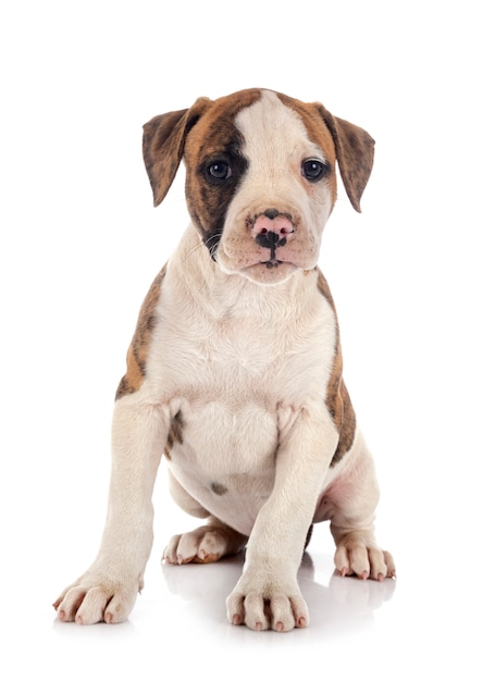 Puppy american bulldog on white background