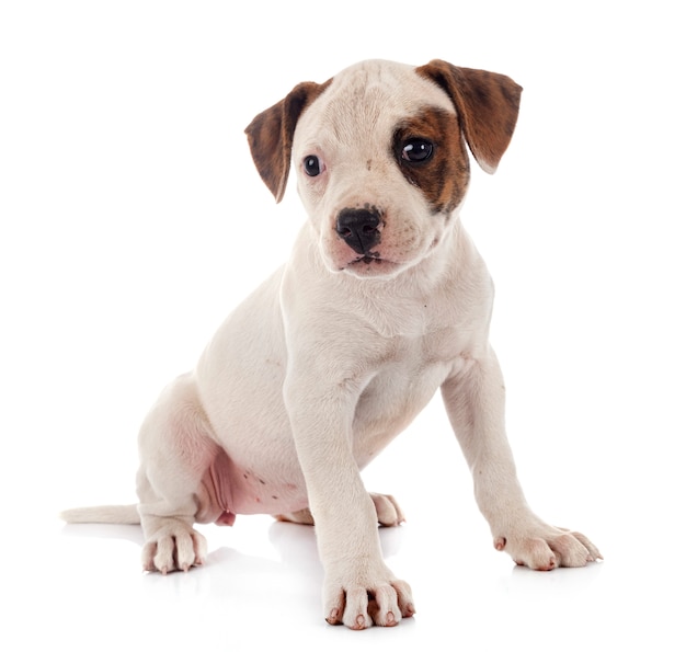 Puppy american bulldog