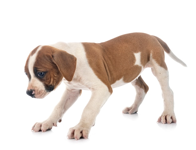 Puppy american bulldog