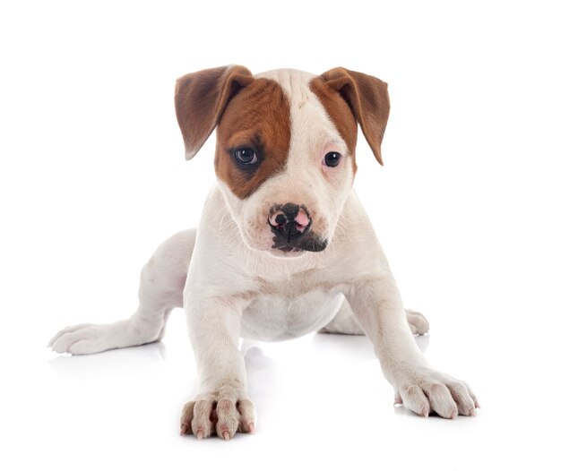 Puppy american bulldog