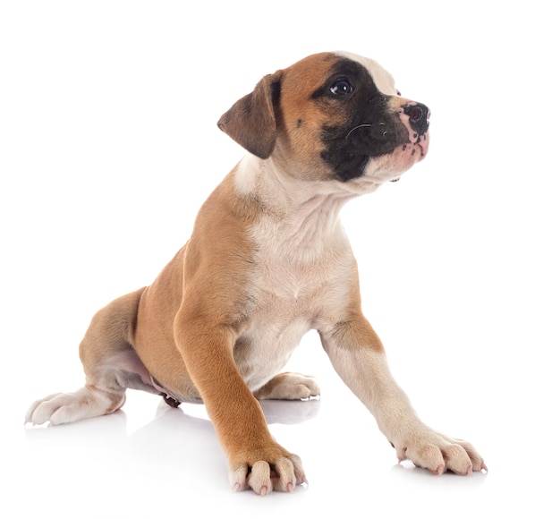 Puppy american bulldog