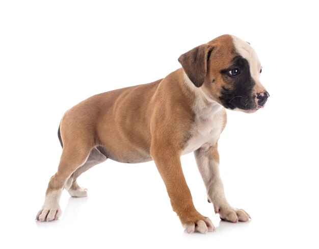 Puppy american bulldog