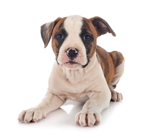 Puppy american bulldog