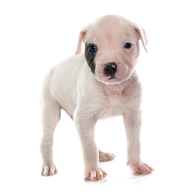 puppy american bulldog