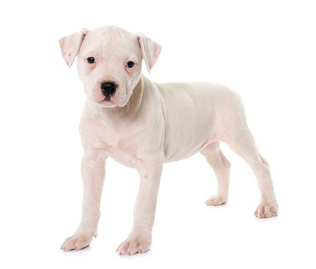 Puppy american bulldog