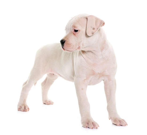 Puppy american bulldog