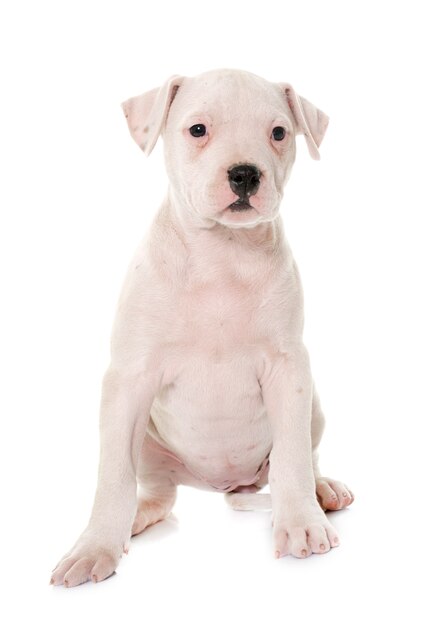 Puppy american bulldog