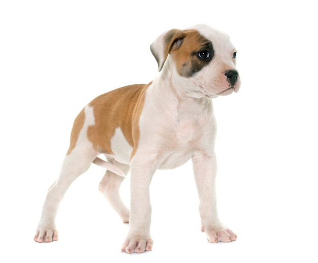 Puppy american bulldog