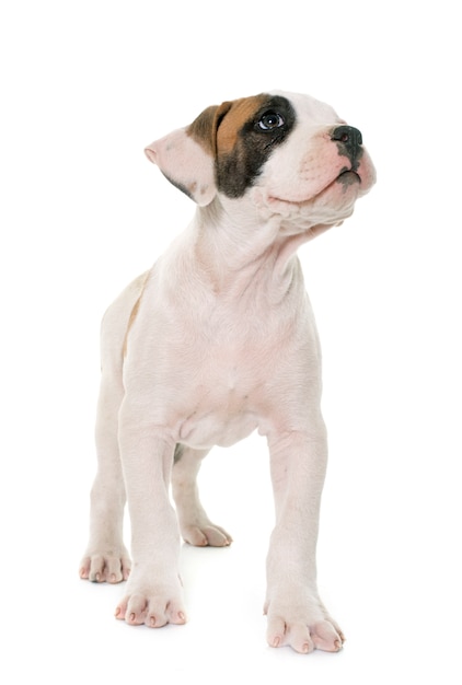 Puppy american bulldog