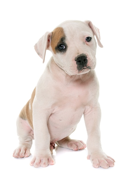 Puppy american bulldog