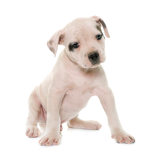 Puppy american bulldog