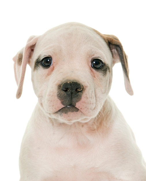 Puppy american bulldog