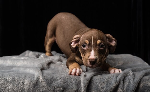 Puppy of American Bulli breed on a black background