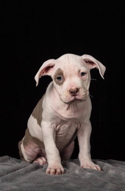 Puppy of American Bulli breed on a black background