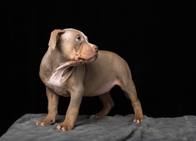 Puppy of American Bulli breed on a black background