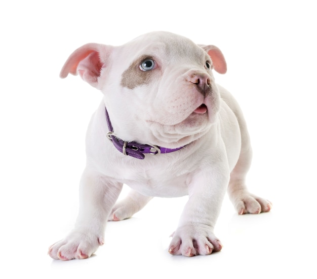 puppy american bully