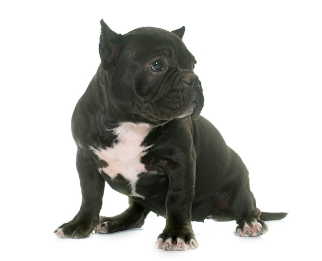 puppy american bully